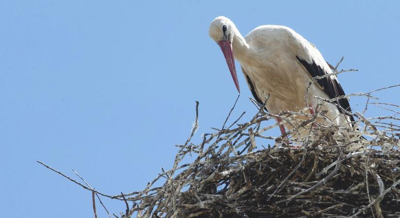 Újra itthon a falu kedvence: megérkezett az első gólya Súrra