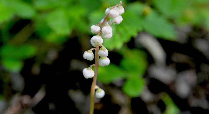 Védett növényeink: a zöldes körtike