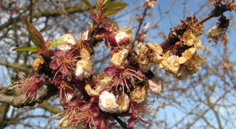 Veszélyben a kajszi: egyszerre támad a fagy és a monília – így menthető a termés