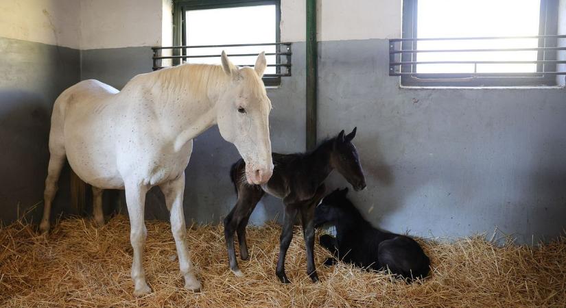 Csatlakozott a többiekhez a két csikót nevelő lipicai mama  videó