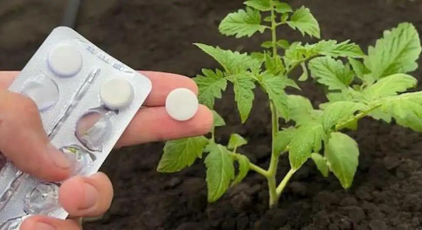 Ezt ismerned kell: ezzel a titkos hozzávalóval óriási zöldségeket növeszthetsz