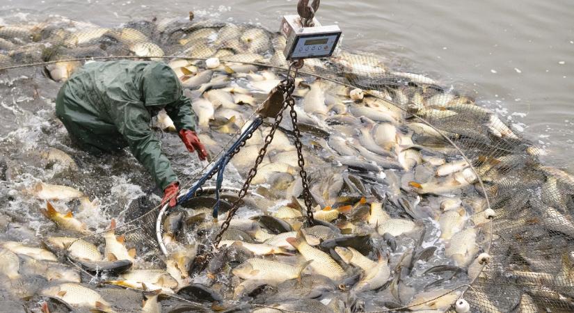 Uniós segítséggel őrzi a halastavak gazdag élővilágát a hajdúszoboszlói Bocskai Halászati Kft.