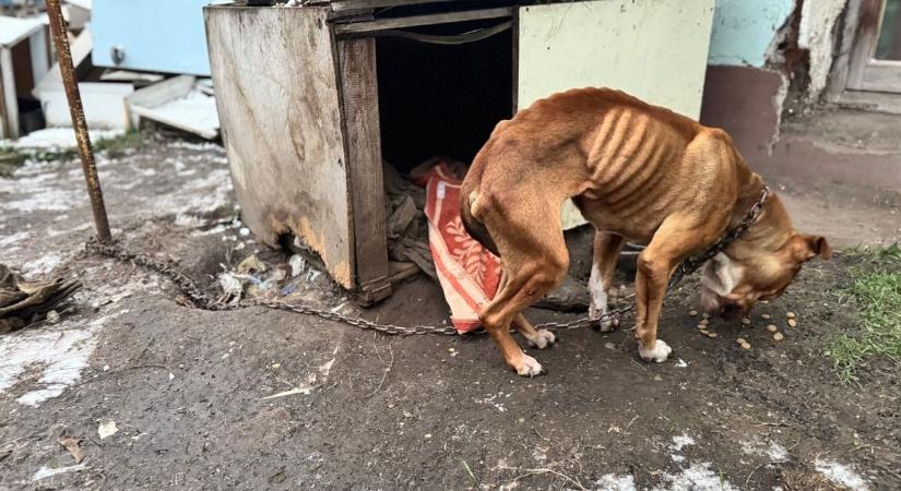 Rá sem lehet ismerni az egykor csontsoványra fogyott kutyára