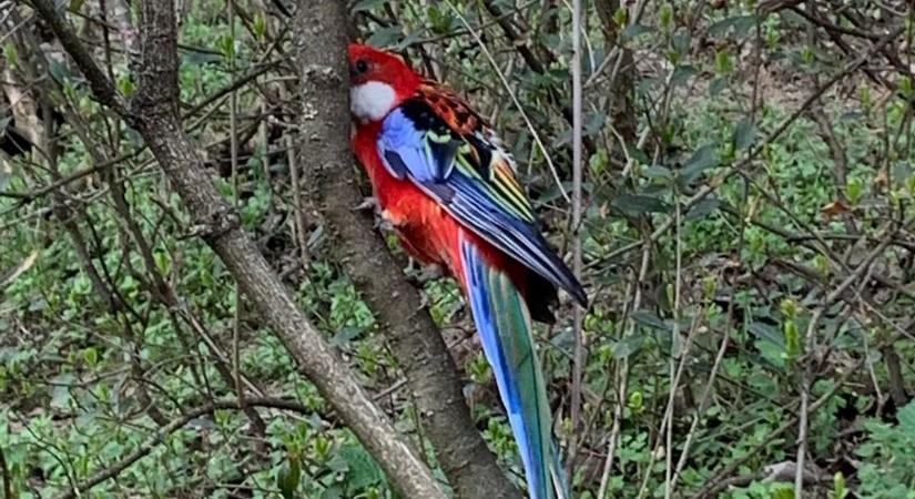 Elveszett csodaszép papagájok röpködnek Ménfőcsanakon, gazdijuk várja őket haza - fotó