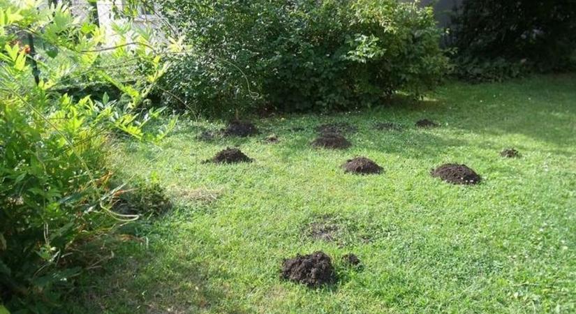 Itt a legújabb trükk! Megjelentek a vakondtúrások a kertekben, de ez nem veszett mérkőzés