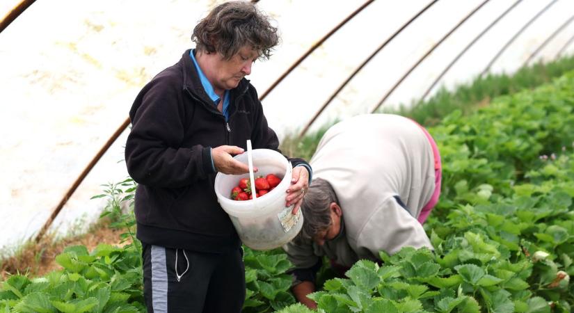 Fizetés, ebéd, fuvar és egy doboz cigi – ennyit kérnek a napszámosok; drágának ígérkezik az idei eper...