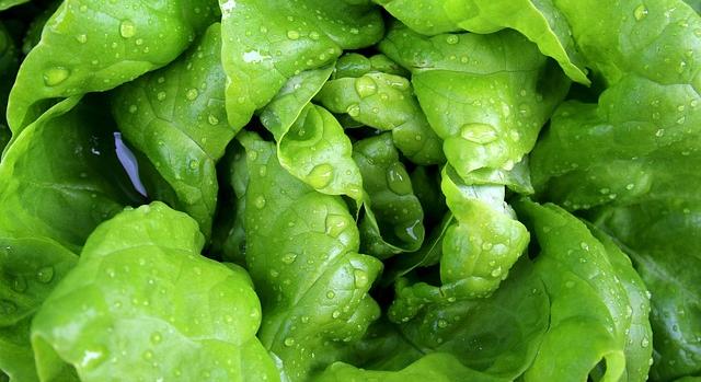 Olcsóbb lett a belföldi, drágább lett az import fejes saláta az év elején