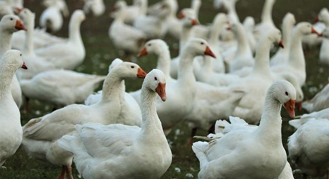 Harc a madárinfluenza ellen – 20 év tanulságai