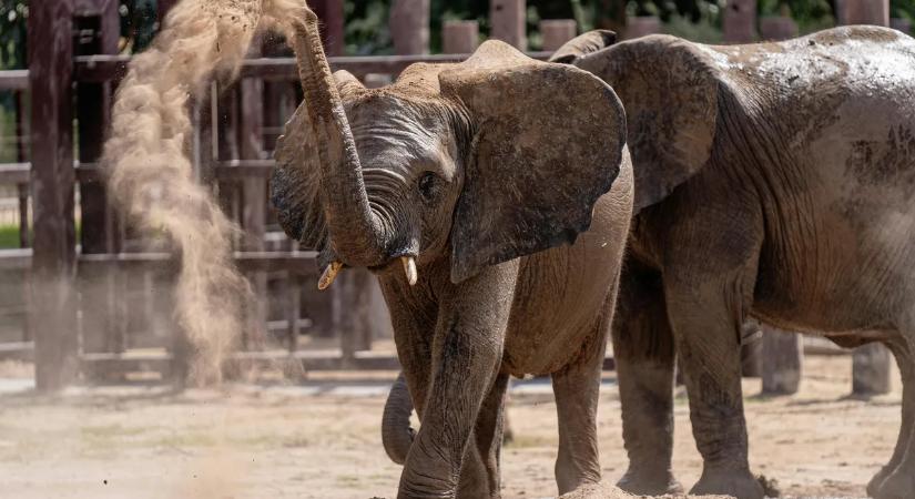 "Büszkék vagyunk rá, hogy Nuka nálunk nőtt fel" - Újabb hír érkezett a Veszprémi Állatkert kedvenc elefántjáról