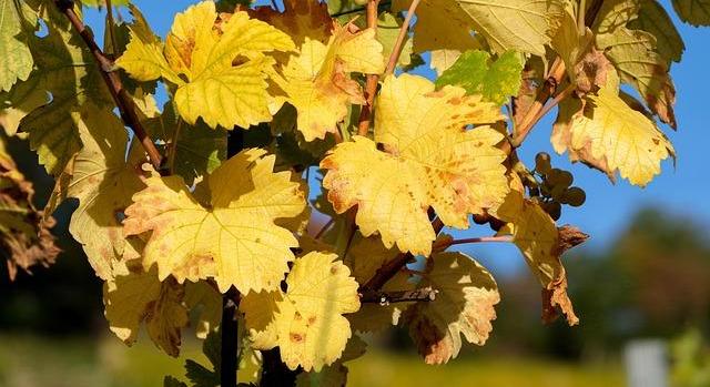 A venyige megsemmisítésének szerepe a szőlő aranyszínű sárgaság elleni védekezésben