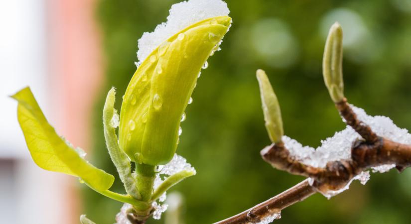 Félted a magnóliát a tavaszi hajnali fagyoktól? Itt a megoldás!