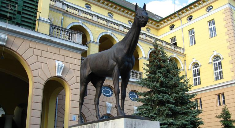 A magyar sport egyetlen veretlen hősét ünnepeljük