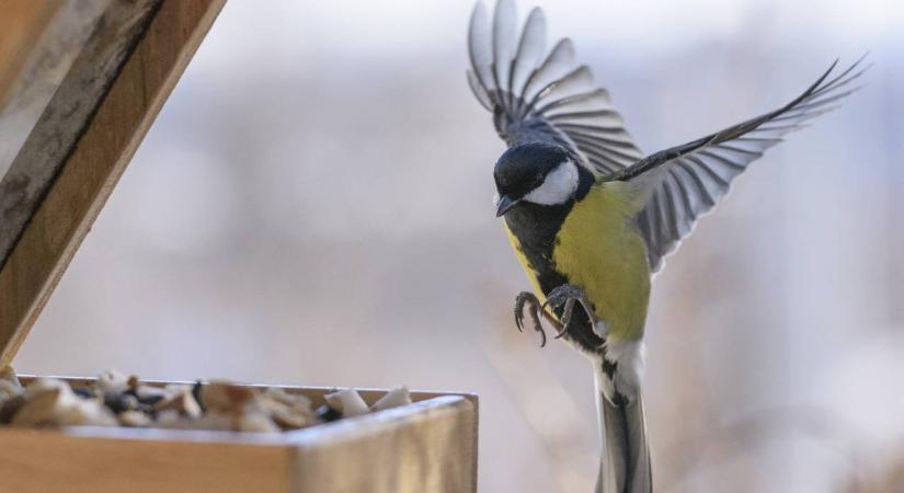 Halálos következménye lehet, ha továbbra is etetjük a madarakat