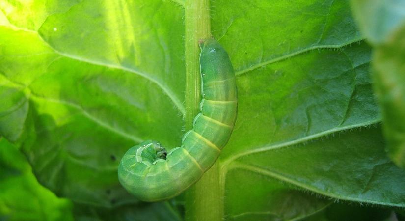 Ha ezt látod a leveleken, kártevő támadta meg