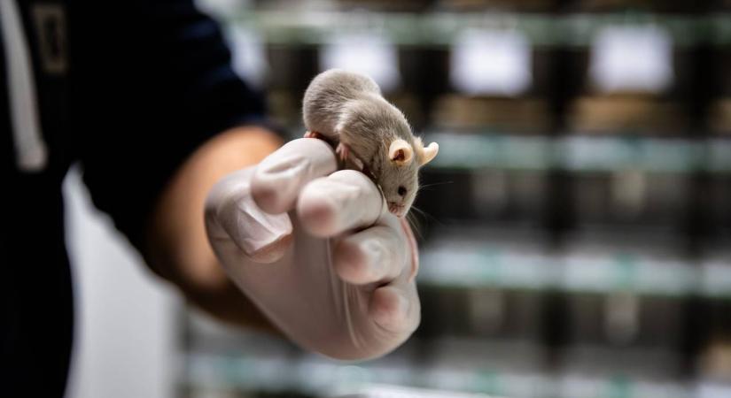 Megtalálod az egeret a gombák között?