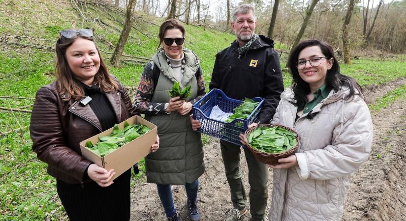 Kisalföld erdeiben is nő már a medvehagyma, isteni pestót készítettünk belőle - videó, fotók