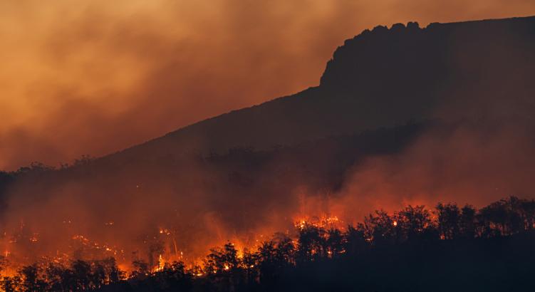 Európa tüdeje lélegeztetőgépen: Elkerülhetetlen a tömeges erdőpusztulás?