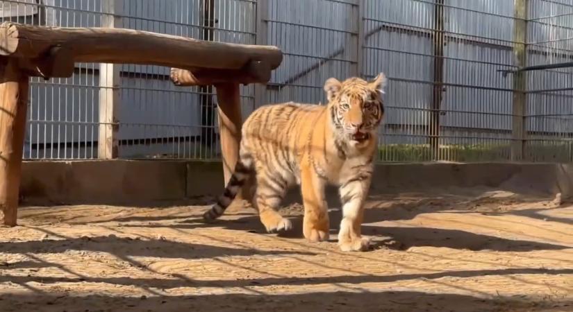 Új otthonba költözött Pablo, a drograzzia során megtalált kistigris