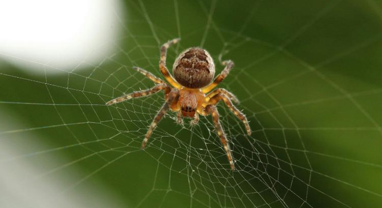 A pókok kulcsfontosságúak a Föld egészségéhez, mégsem védi őket senki