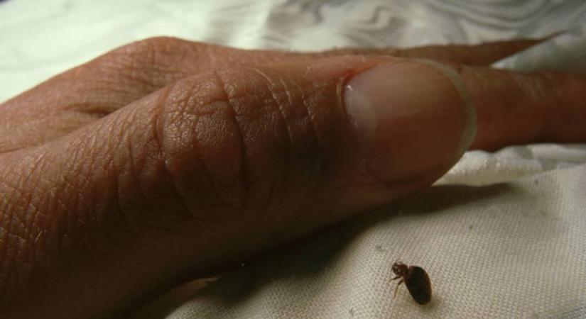 Ettől irtóznak az ágyi poloskák: véletlenül fedezték fel, meglepően hétköznapi dolog