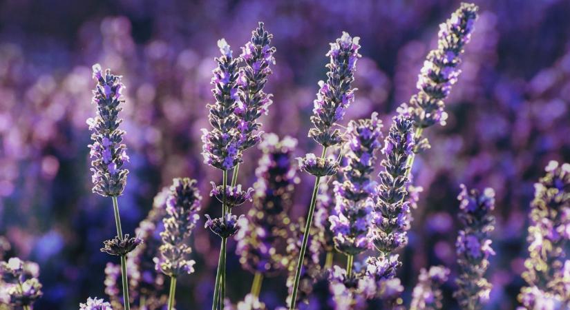 Levendula: ez a legjobb alkalom a metszésére