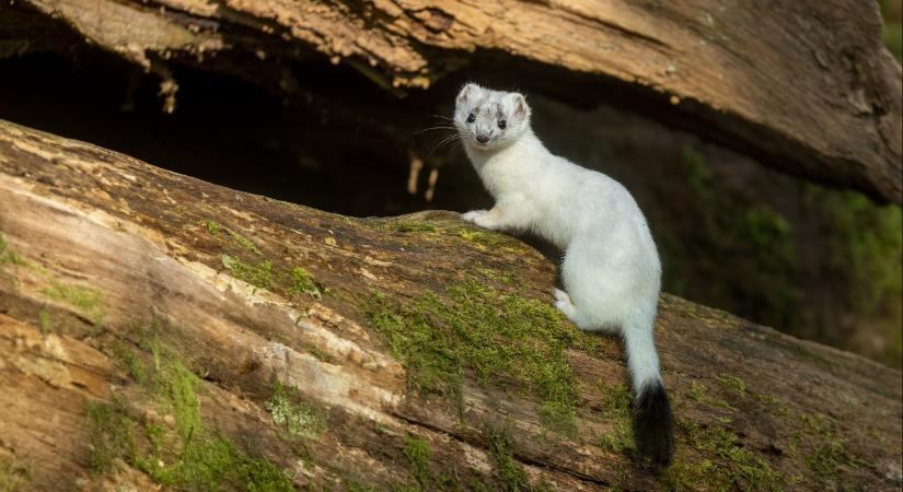 Elképesztően ritkán látható állatot sikerült levideózni Somogyban