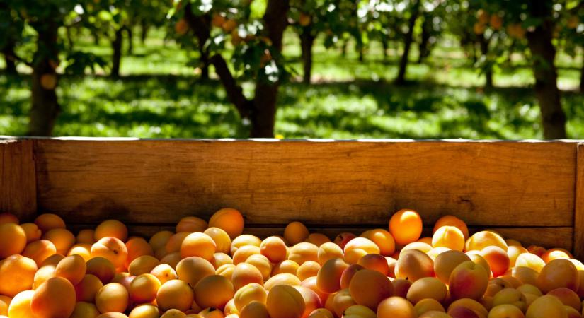 Súlyos hibát követ el a legtöbb hazai kerttulajdonos tavasszal: ezért nem lesz idén sem kajszibarack a fákon