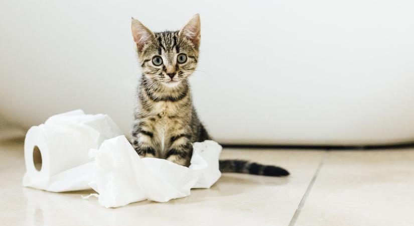 Mit jelent, ha a macskád követ a mosdóba? – 5 meglepő oka lehet