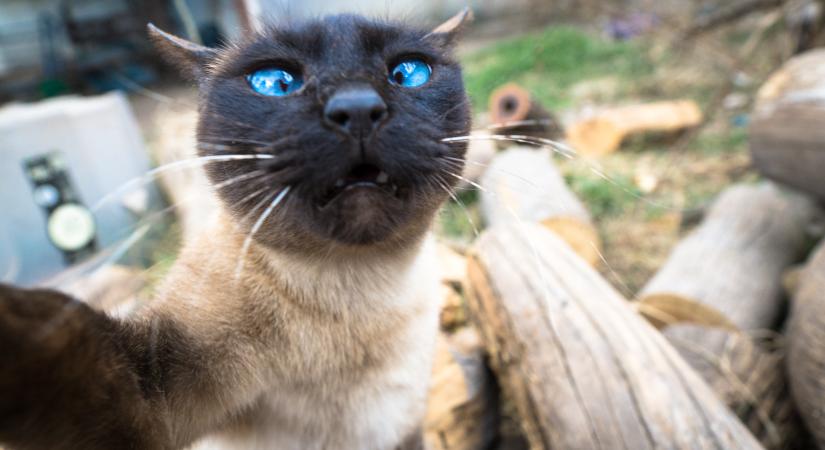 Ezért ábrázolnak egy középkori metszeten férfi nemiszervet lopó macskát