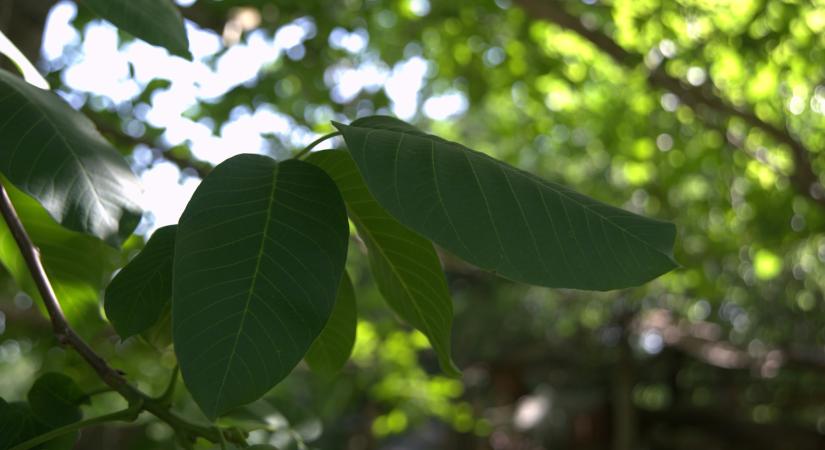 Régen egyetlen magyar udvarról sem hiányozhatott ez a gyümölcsfa, befektetésnek ültették