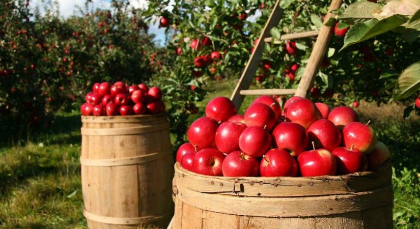 Az olcsó lengyel alma letarolja a szerbiai piacot