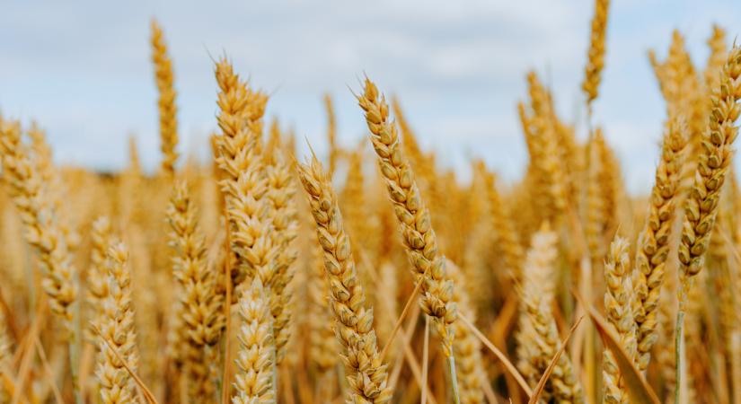 Váratlan fordulat: az oroszok és Amerika is nagyot bukhat ezen a növényen