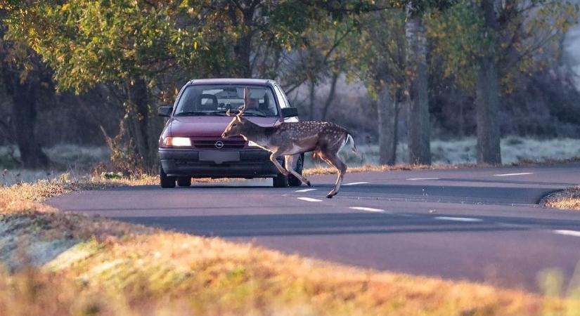 Vad ugrott az autód elé? Mutatjuk, mit kell azonnal tenned – sokba kerülhet, ha hibázol!