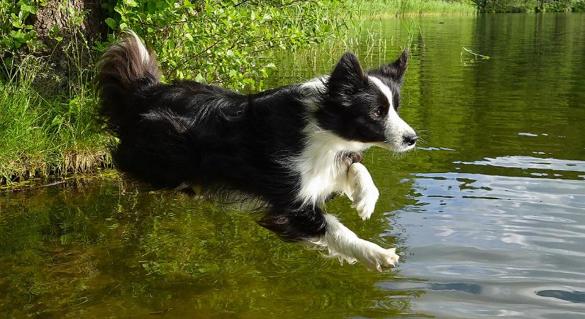 Megvan a várva várt helyszín: itt nyílhat meg az új balatoni kutyás strand