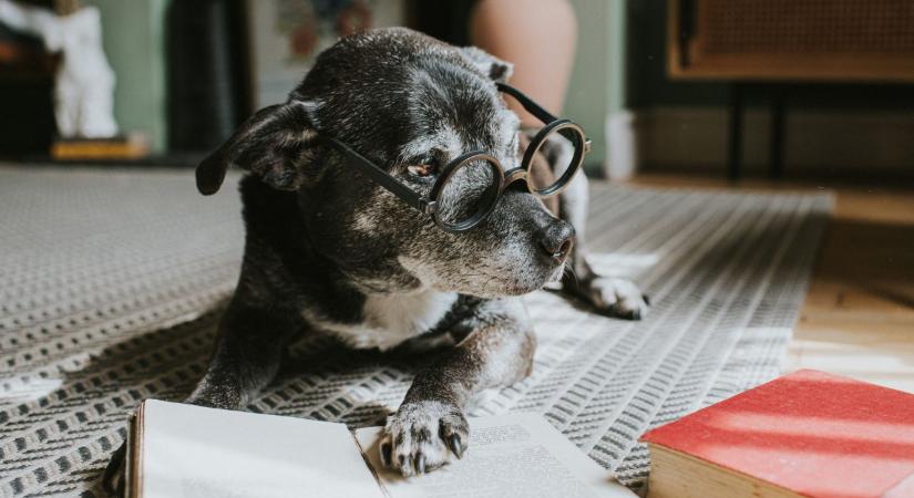 Mikor számít idősnek a kutya? Jelek, amelyeket nem szabad figyelmen kívül hagyni