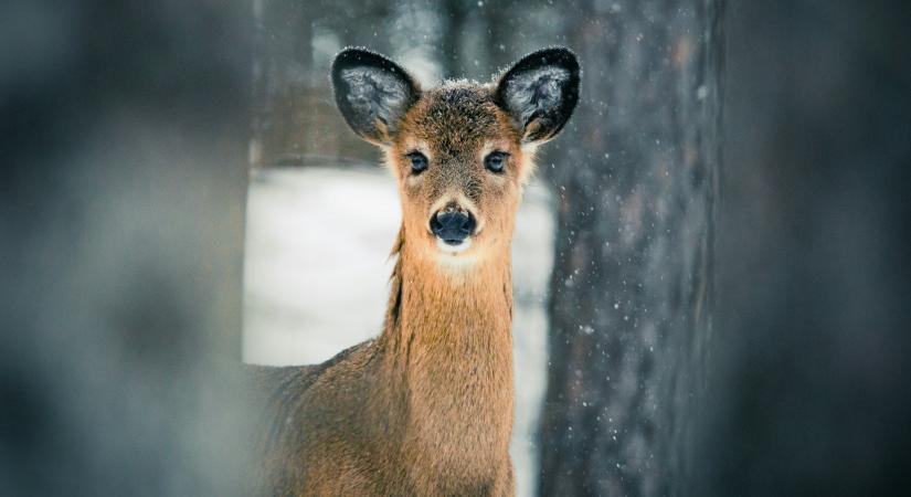 Kulin Borbála versei