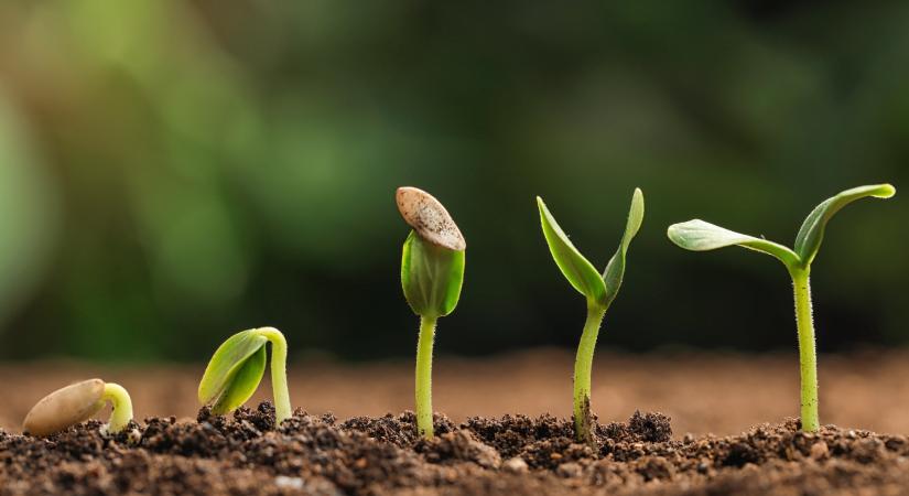 Tavaszváró vitaminbomba – Mindent a csíráztatásról