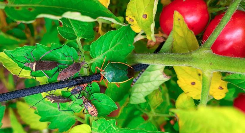 Magaságyások kártevői: egy egyszerű konyhai hulladék segíthet a védekezésben