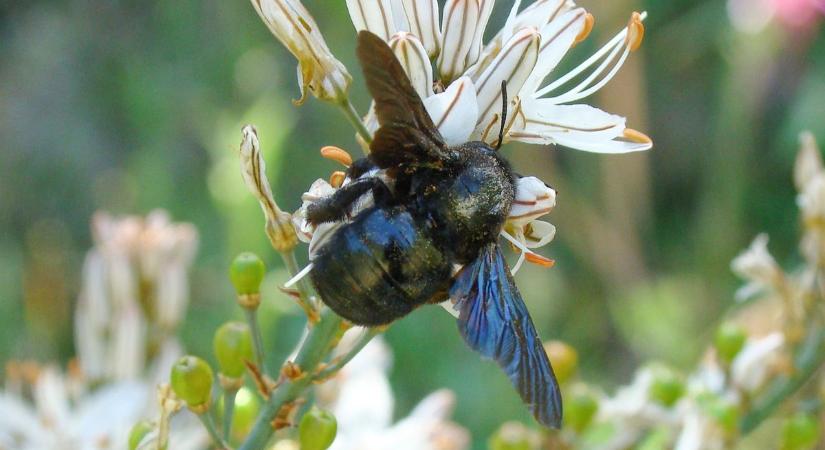 Sokan megijednek ettől az óriási rovartól, pedig rendkívül hasznos (videó)