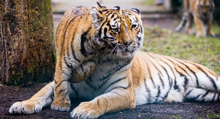 Kistigris nagy felfedezésen, imádnivaló fotók láttak napvilágot