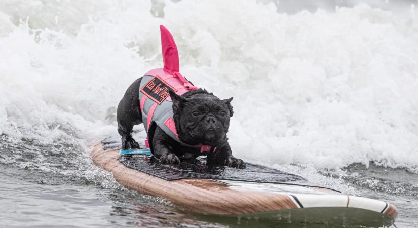 Új kutyás strand nyílhat a Balatonnál