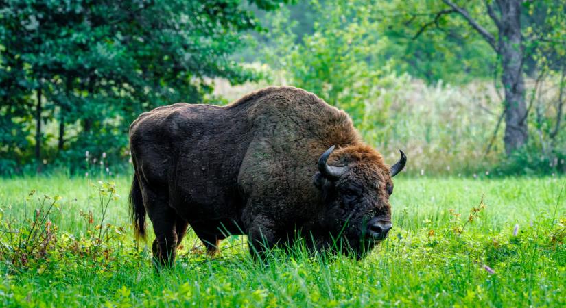 Egyre több ilyen állat kóborol Európában: ezért lettek hirtelen ennyien