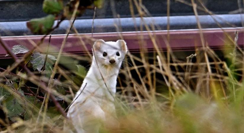 Egy rejtőzködő, ritkán felbukkanó ragadozót észleltek Somogyban – felvételek is készültek róla