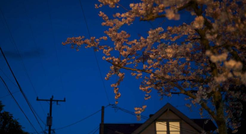 Fontos figyelmeztetés az MVM-től: ezt minden ingatlantulajdonosnak meg kell tennie tavasszal