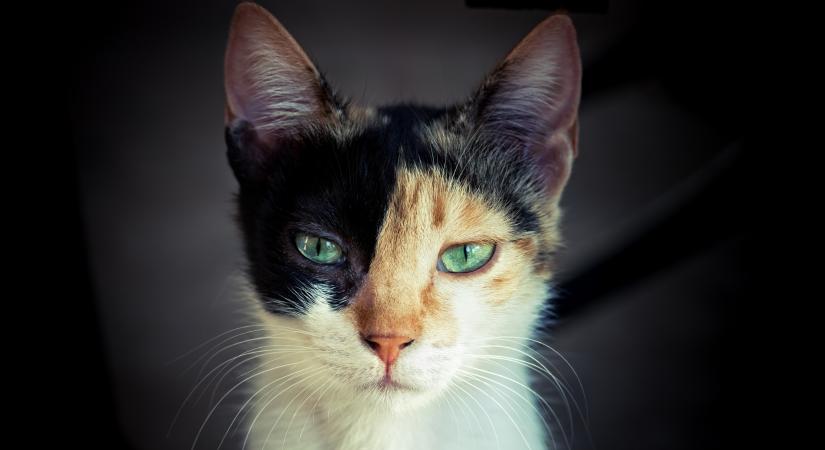 Ennek a macskának tényleg két arca van? (videó)