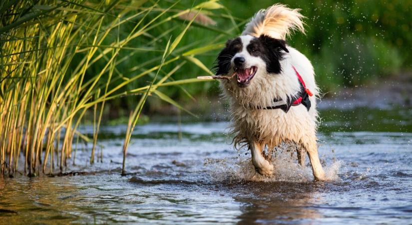 Mióta vártak erre a kutyások a Balatonnál – történelmi pillanat előtt állunk