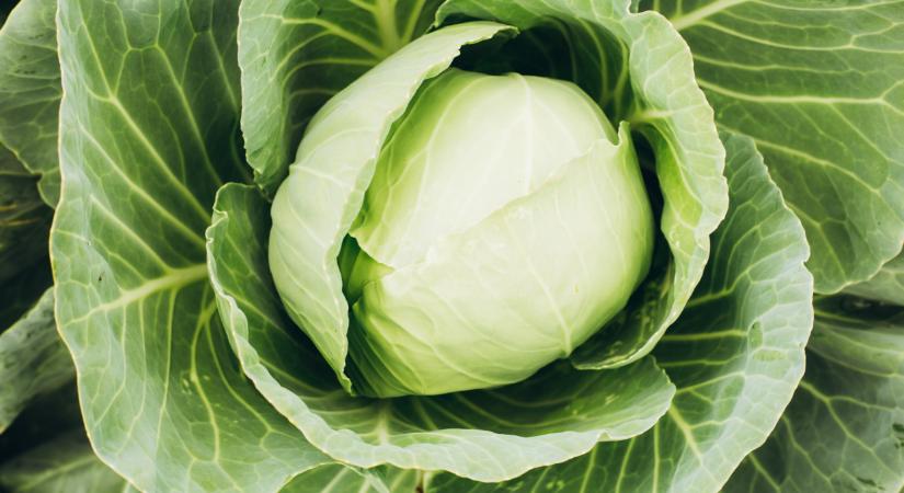 Ilyen káposztával van tele rengeteg piac: őrület, honnan érkezik