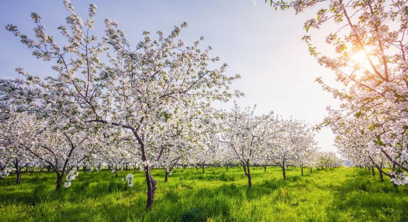 Sándor, József, Benedek – Tényleg hoztok meleget?