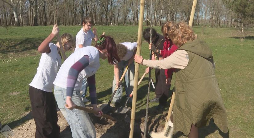 Faültetés és facsemete osztás a Baksában