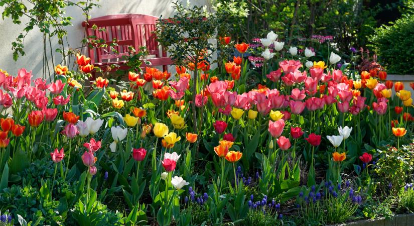 Receptre felírt kert Székesfehérváron